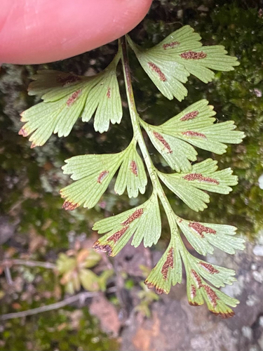 Asplenium aethiopicum observed 2026-10-12