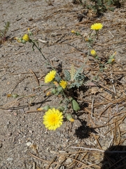 Malacothrix sonchoides