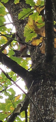 Eurasian Red Squirrel