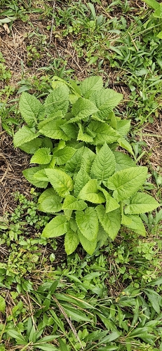 Sticky Sage
