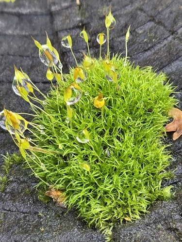 Dicranoweisia cirrata observed 2026-10-15