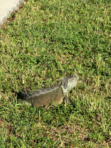 Green Iguana