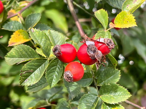 Dog-rose