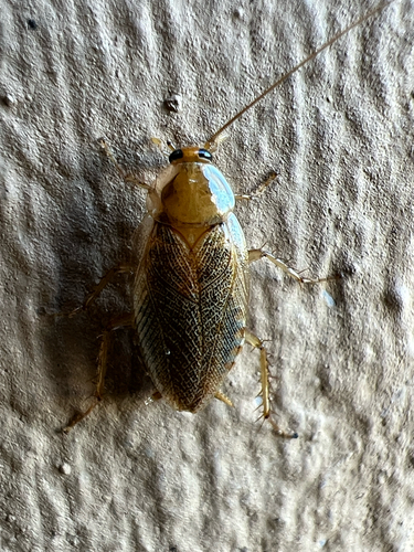 Amber Wood Cockroach