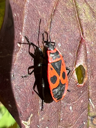European Firebug