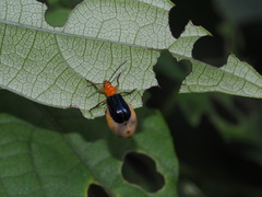 Paragetocera involuta