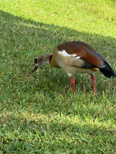 Egyptian Goose