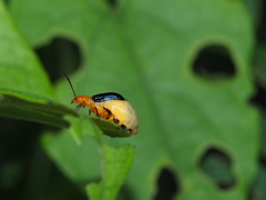 Paragetocera involuta