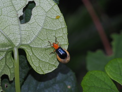 Paragetocera involuta