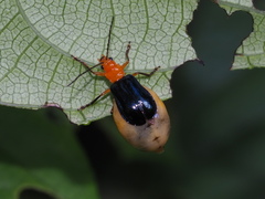 Paragetocera involuta