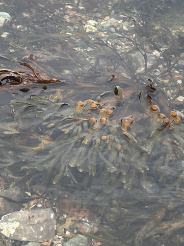 bladder wrack