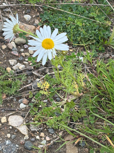 scentless mayweed