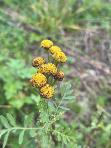 Common Tansy