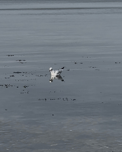 Black-headed Gull
