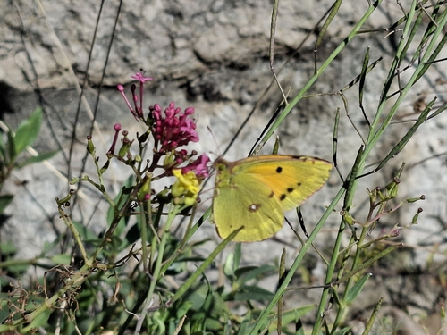 Clouded Yellow