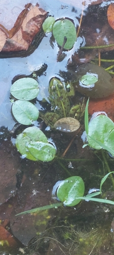 Iberian Green Frog