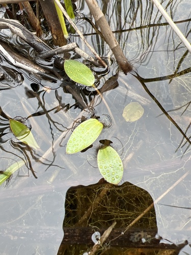Ottelia ovalifolia observed 2026-10-15