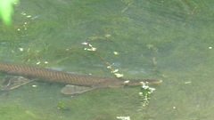 Lepisosteus platostomus