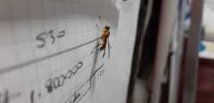 Ptecticus testaceus