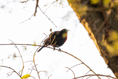 iNaturalist image