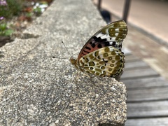 Argynnis hyperbius