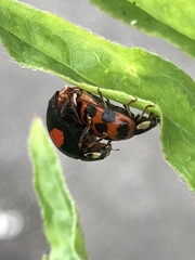 Harmonia axyridis
