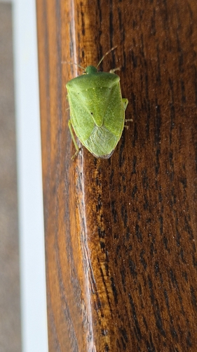 Southern Green Stink Bug