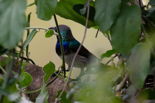 iNaturalist image