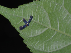 Mileewa