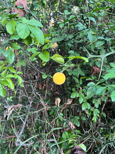 trifoliate orange