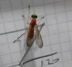 Ptecticus testaceus