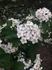 Crataegus viridis