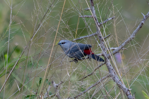 iNaturalist image