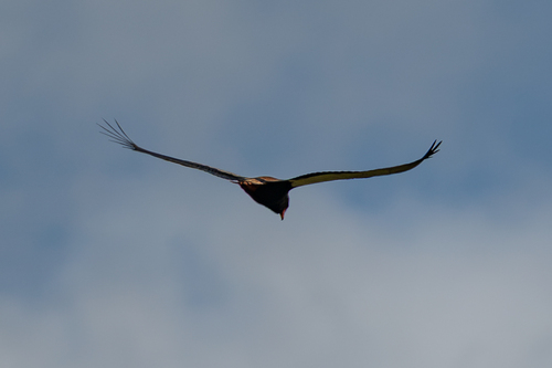 iNaturalist image
