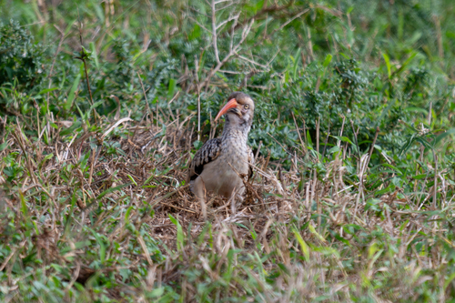 iNaturalist image