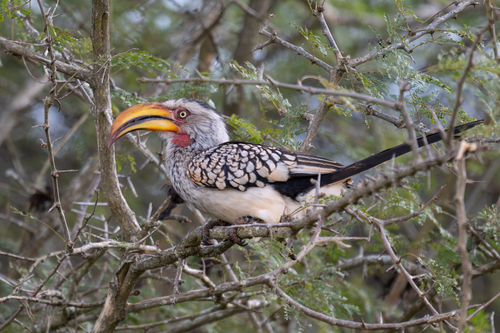 iNaturalist image