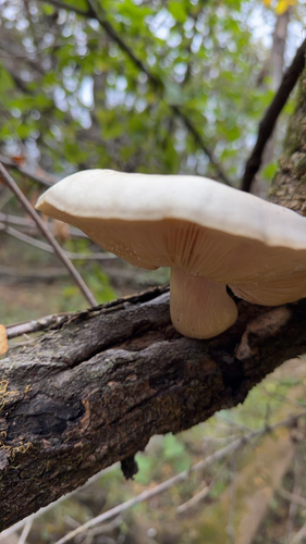 Elm Mushroom