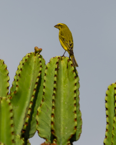 iNaturalist image