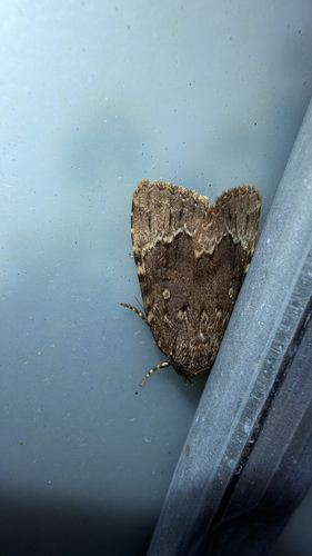 American Copper Underwing