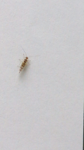 F-winged Barklouse