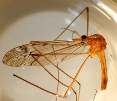 Tipula pubera