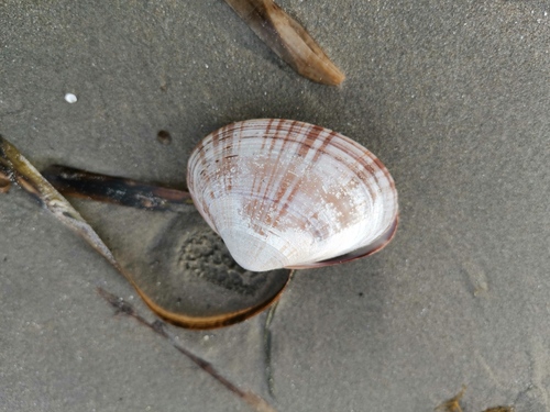 Mactra chinensis, 2026-09-20