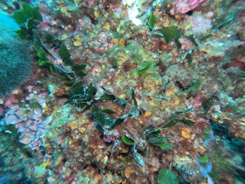 Flabellia petiolata observed 2026-10-15