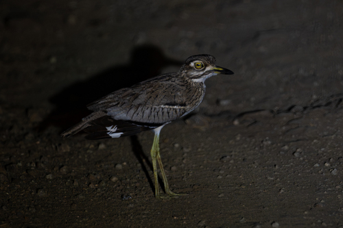 iNaturalist image