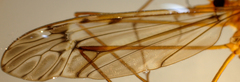 Tipula pubera