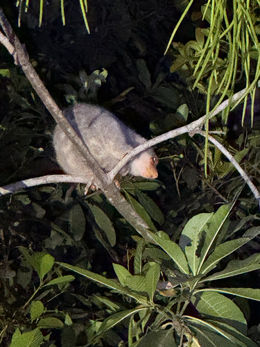 Spilocuscus observed 2026-10-15