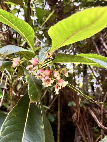 Forgesia racemosa observed 2026-10-04