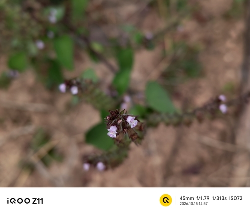 Mosla scabra observed 2026-10-15