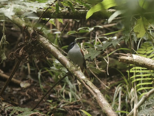 iNaturalist image