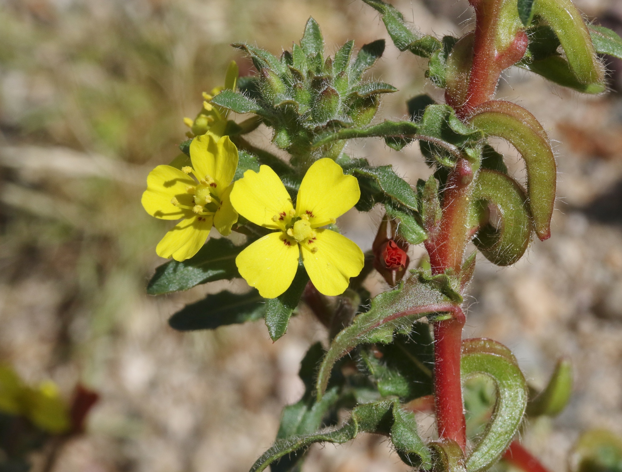 Camissoniopsis lewisii